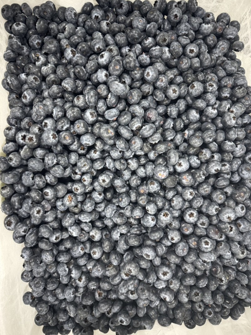 L25蓝莓鲜果等外果14+蓝莓高次鲜果次果云南蓝莓