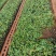 玫瑰苗品种多样技术指导视频看货接受预定供货量大