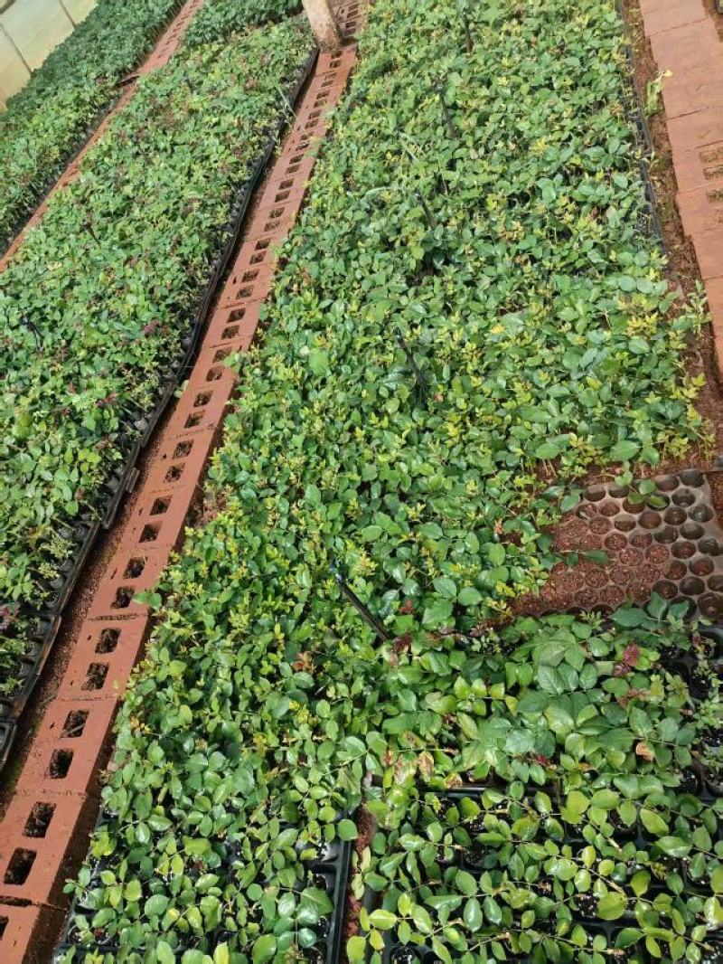 玫瑰苗品种多样技术指导视频看货接受预定供货量大