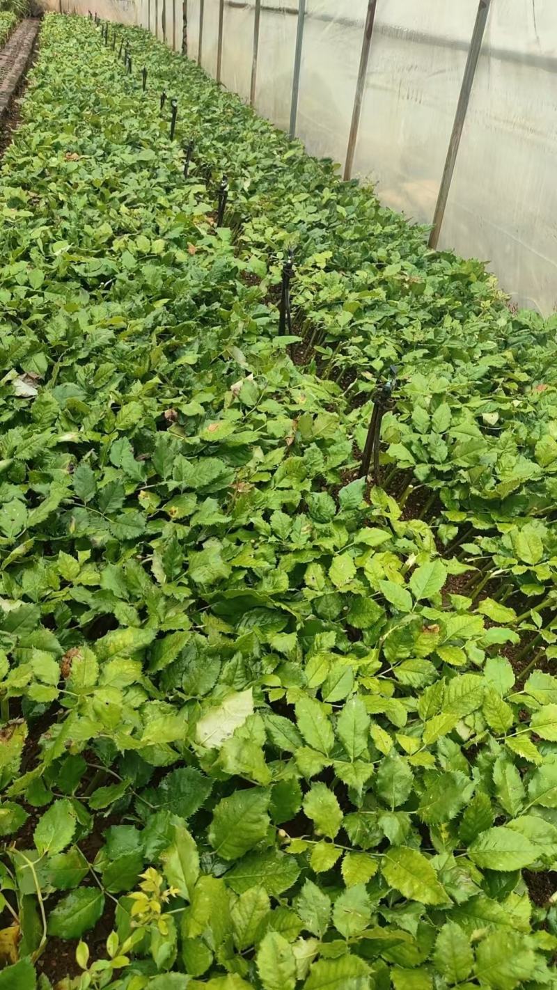玫瑰苗品种多样技术指导视频看货接受预定供货量大