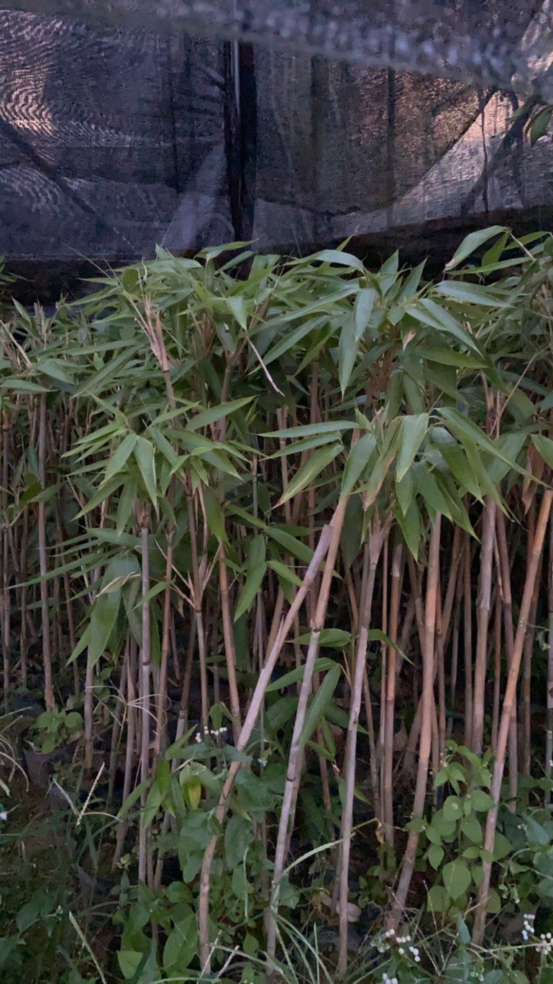 粽叶杯苗出售要的联系***********