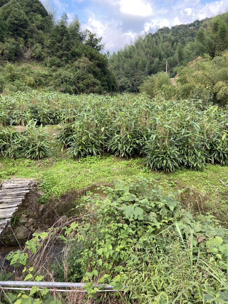 粽叶杯苗出售要的联系***********