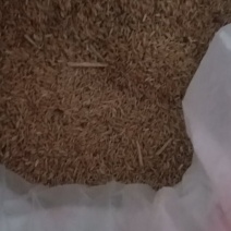 自家种的稻谷