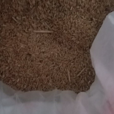 自家种的稻谷