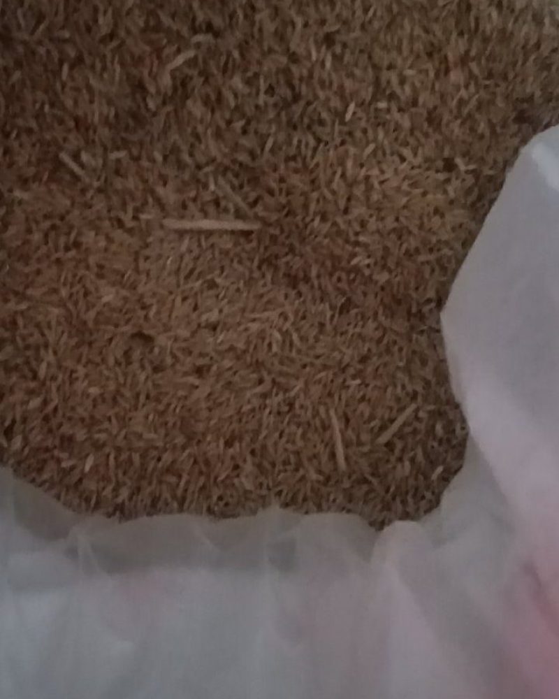自家种的稻谷
