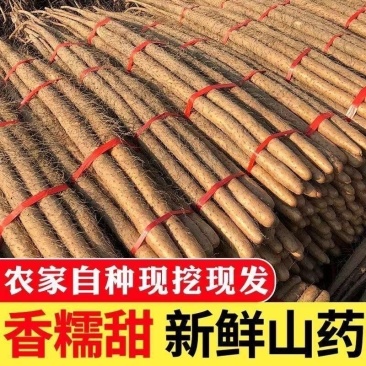 温县铁棍山药/基地直发/货源充足/欢迎订购