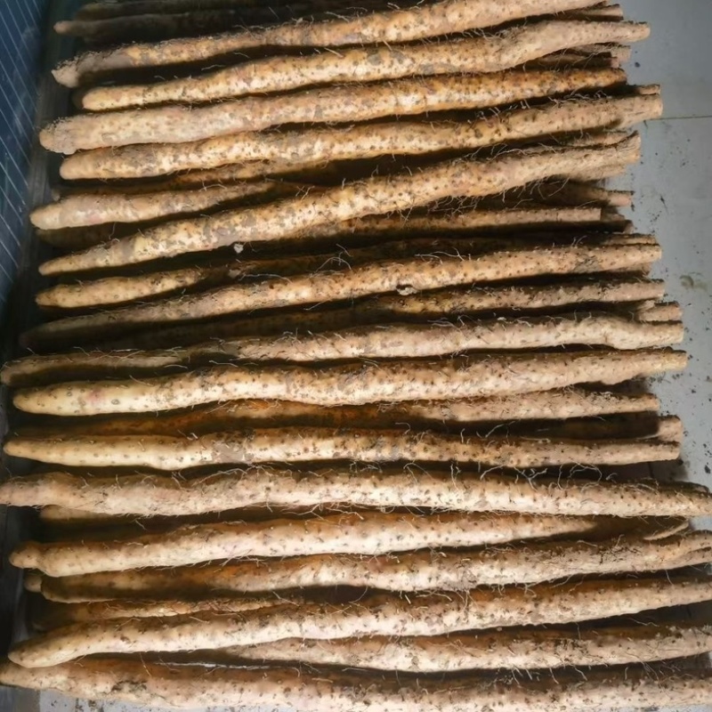 温县铁棍山药/基地直发/货源充足/欢迎订购