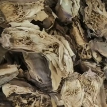 睡莲花