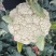 精品松花菜