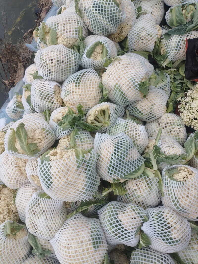 精品松花菜