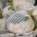 精品松花菜