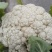 精品松花菜
