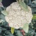 精品松花菜