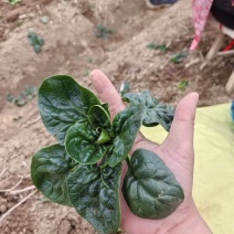 趴地菠菜量大漏天