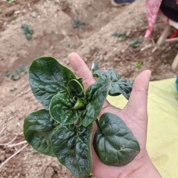 趴地菠菜量大漏天