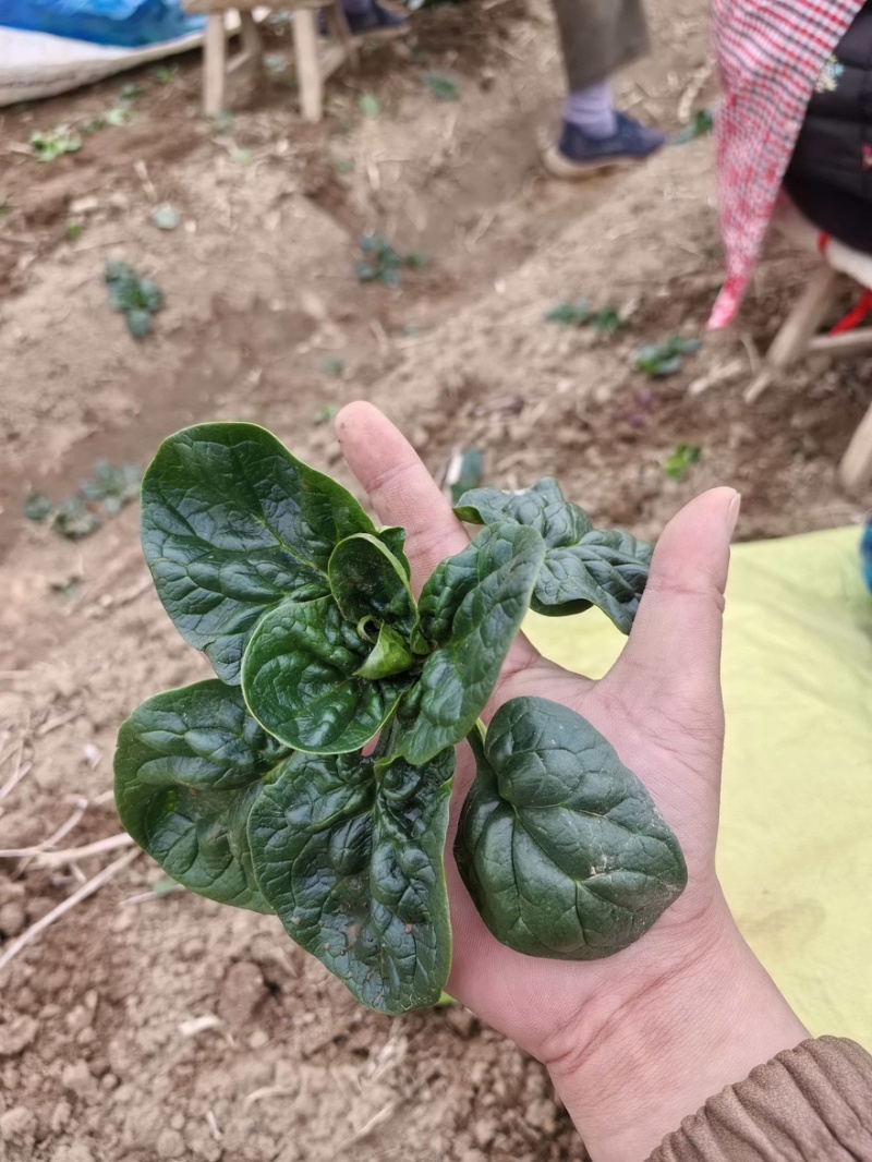 趴地菠菜量大漏天