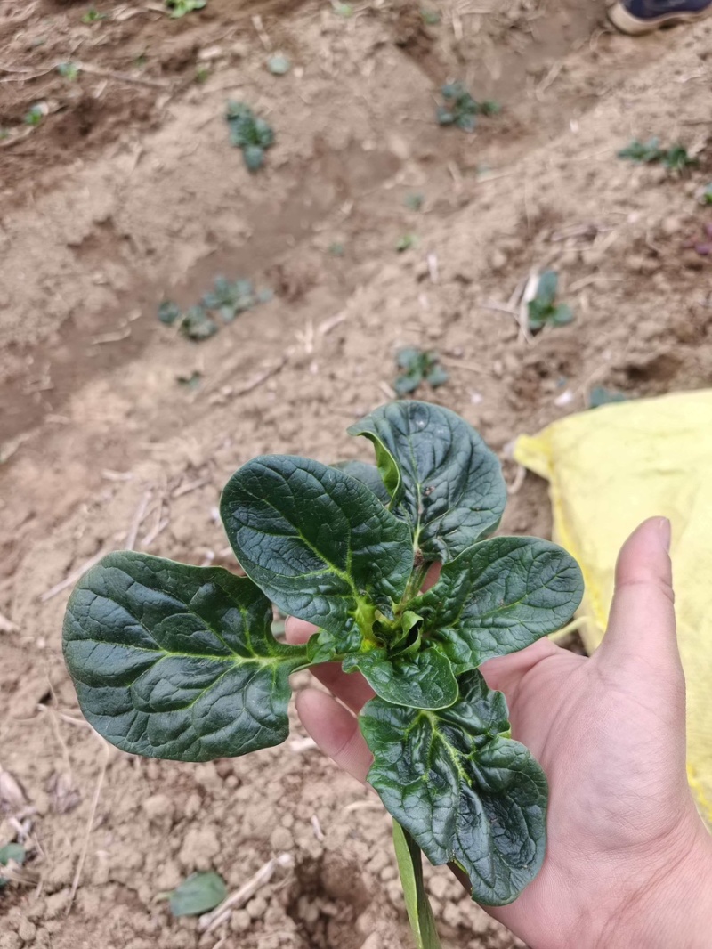 趴地菠菜量大漏天