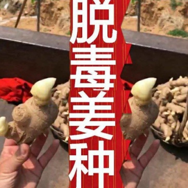 安徽姜种368高产抗病毒亩产过万保证质量面向全国发货