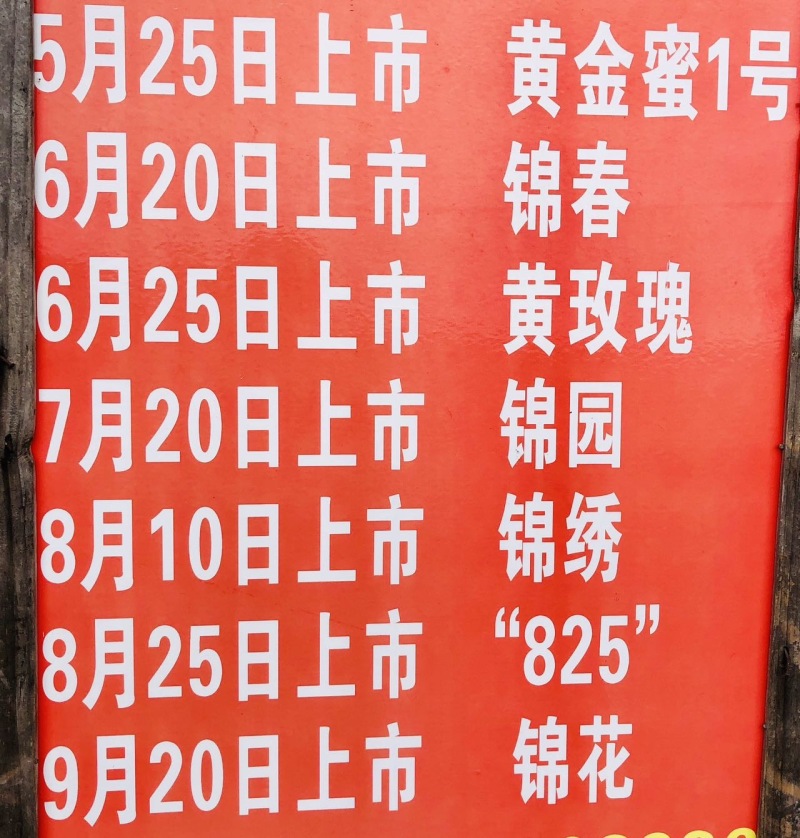 锦绣黄桃树苗