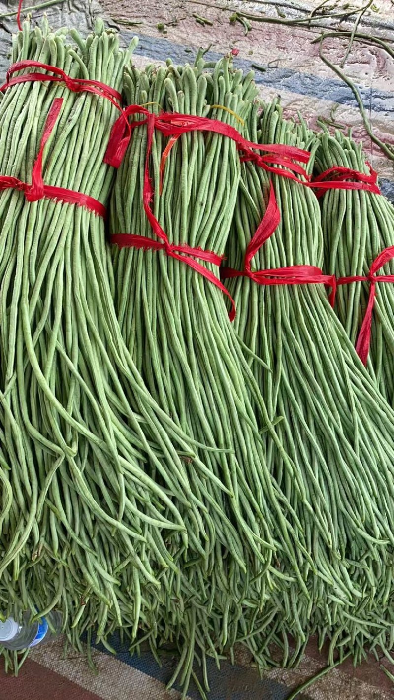 【热卖】豆角青条豆角豇豆产地直供一手货源欢迎咨询