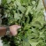 薄荷