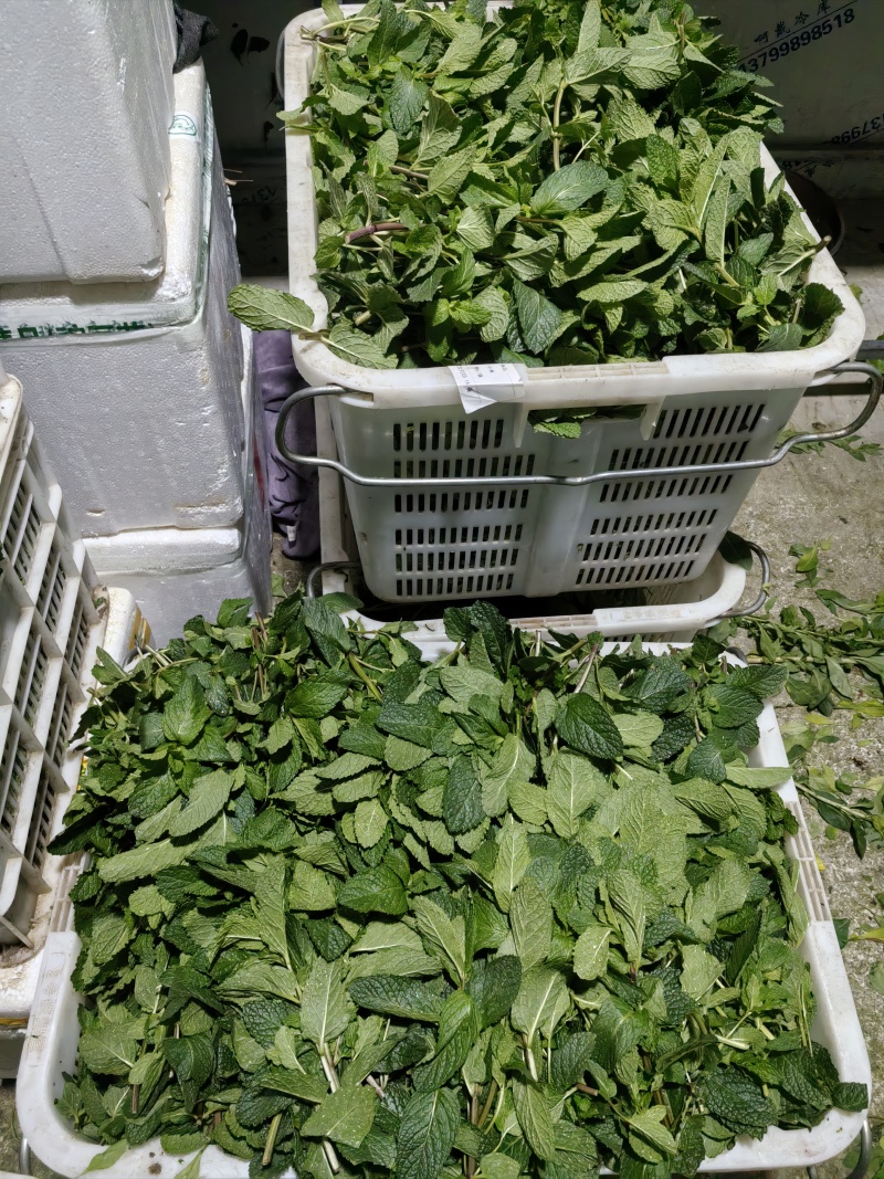 薄荷