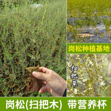 岗松树苗扫把枝木苗种植杯苗广西灵山县发货