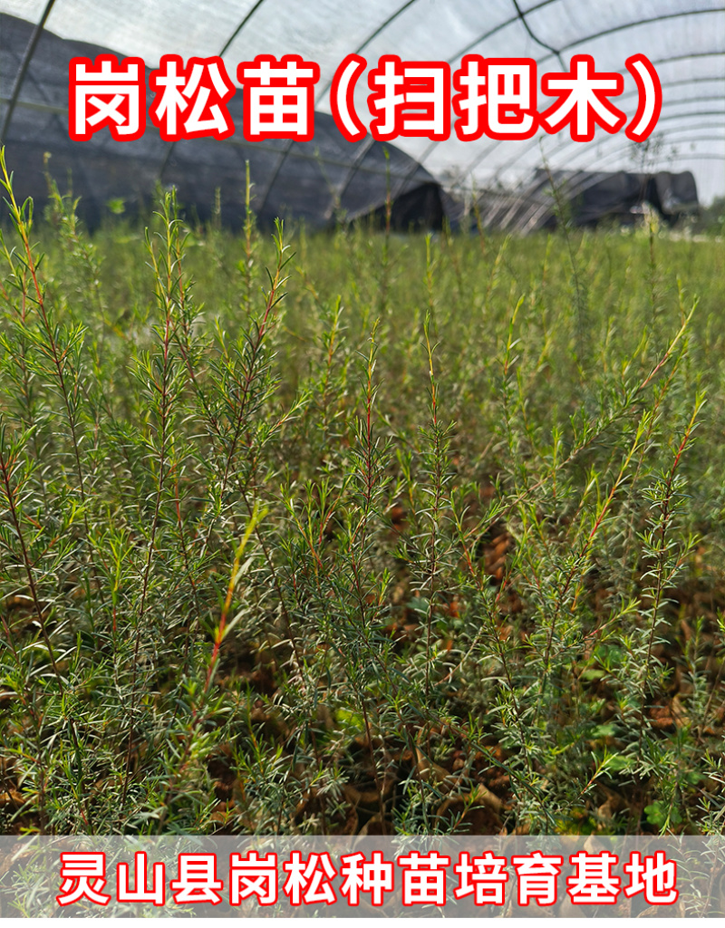 岗松树苗扫把枝木苗种植杯苗广西灵山县发货