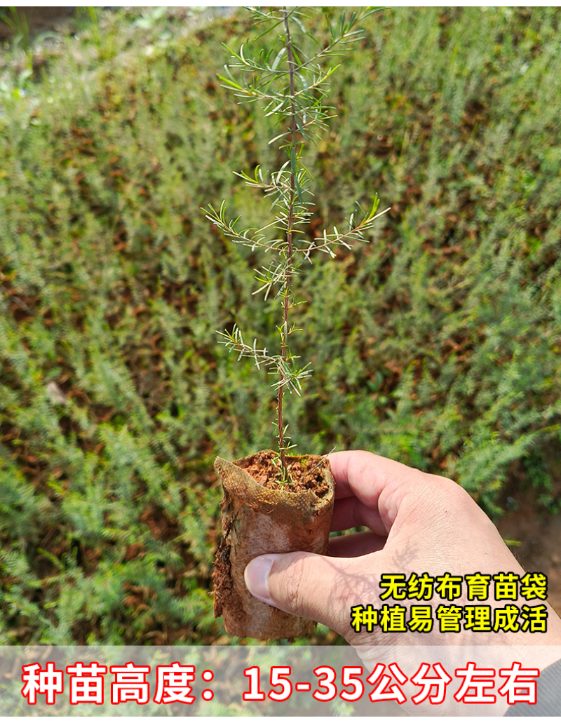 岗松树苗扫把枝木苗种植杯苗广西灵山县发货