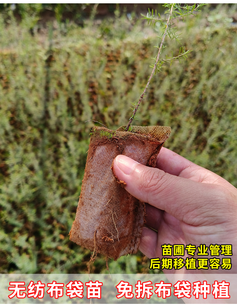 岗松树苗扫把枝木苗种植杯苗广西灵山县发货