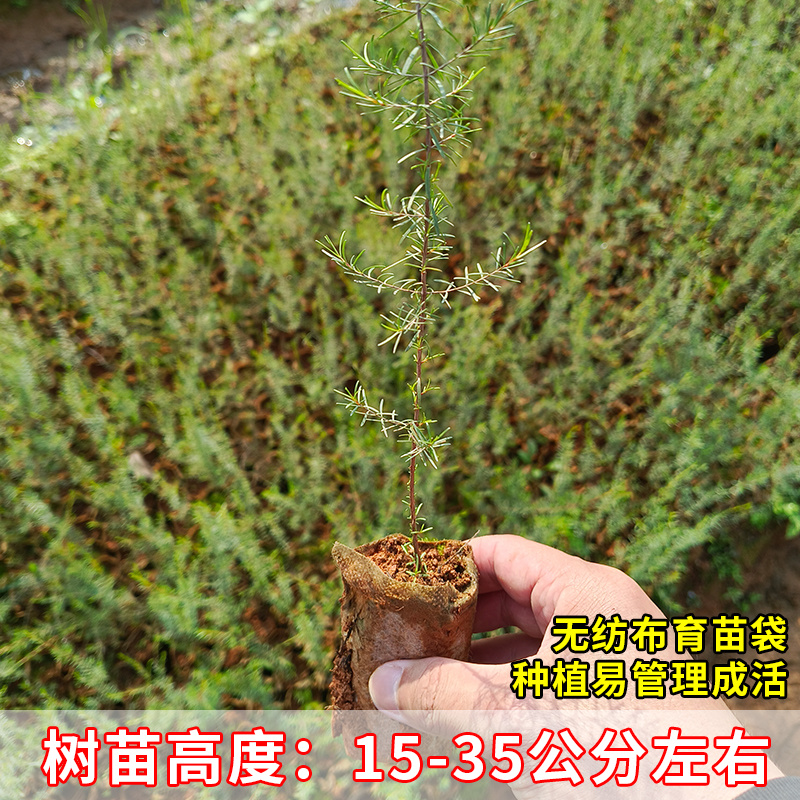 岗松树苗扫把枝木苗种植杯苗广西灵山县发货