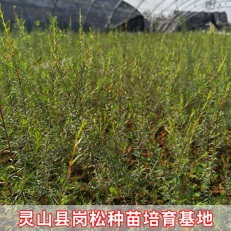 岗松树苗扫把枝木苗种植杯苗广西灵山县发货