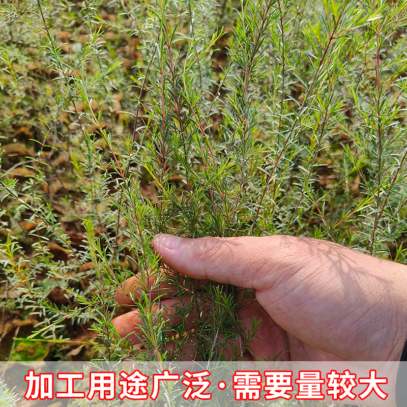 岗松树苗扫把枝木苗种植杯苗广西灵山县发货
