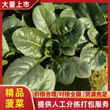【实力供应】精品大棚小菠菜大量上市一手货源量大从优