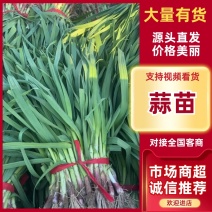 【推荐】精品江苏红根蒜苗大量供应一手货源量大优惠