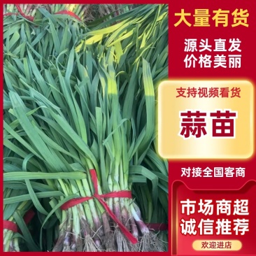 【推荐】精品江苏红根蒜苗大量供应一手货源量大优惠