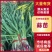 【推荐】精品江苏红根蒜苗大量供应一手货源量大优惠