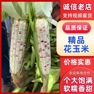 江苏精品玉米一手货源量大从优供应市场商超