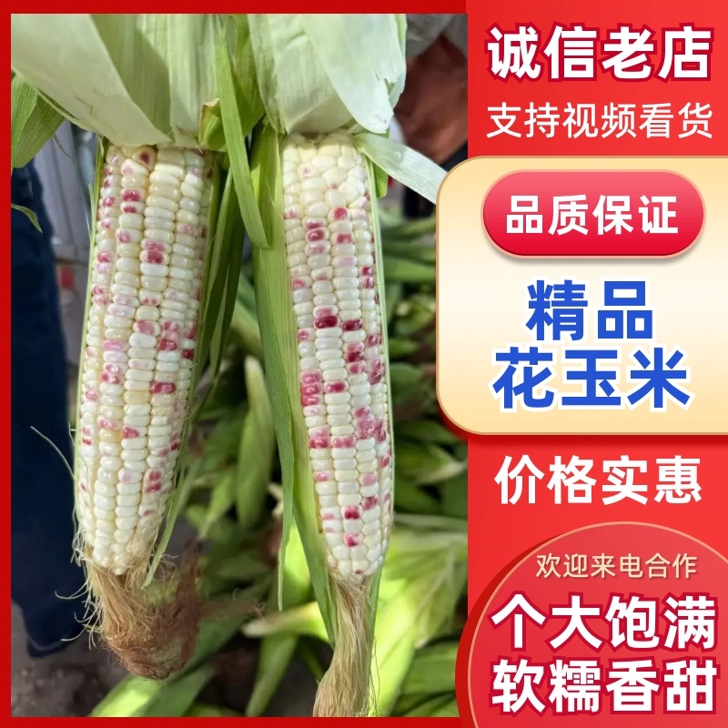 江苏精品玉米一手货源量大从优供应市场商超