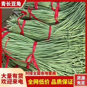 【热卖】豆角青条豆角豇豆产地直供一手货源欢迎咨询