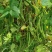云南高山白芸豆种植户货量大价格优欢迎联系