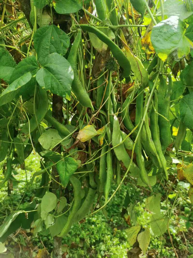 云南高山白芸豆种植户货量大价格优欢迎联系