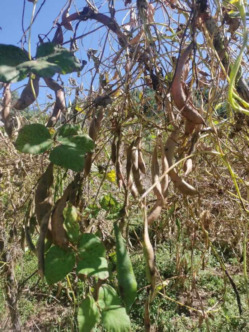 云南高山白芸豆种植户货量大价格优欢迎联系