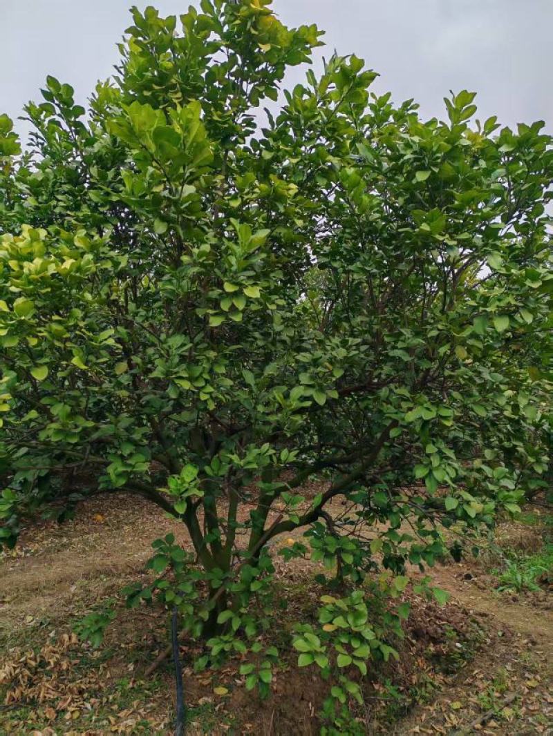 精品断根沙田柚子树，大量上市，一手货源，产地直发，欢迎咨询