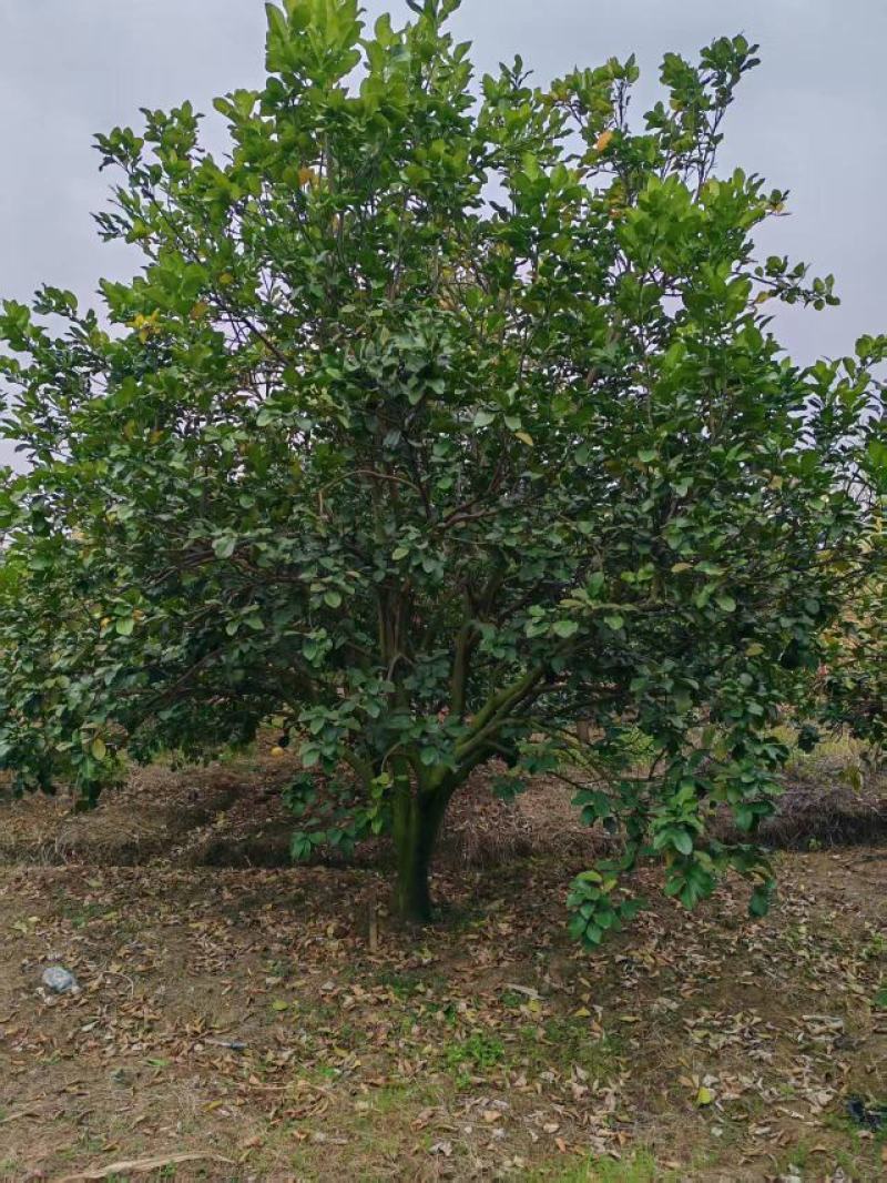 精品断根沙田柚子树，大量上市，一手货源，产地直发，欢迎咨询