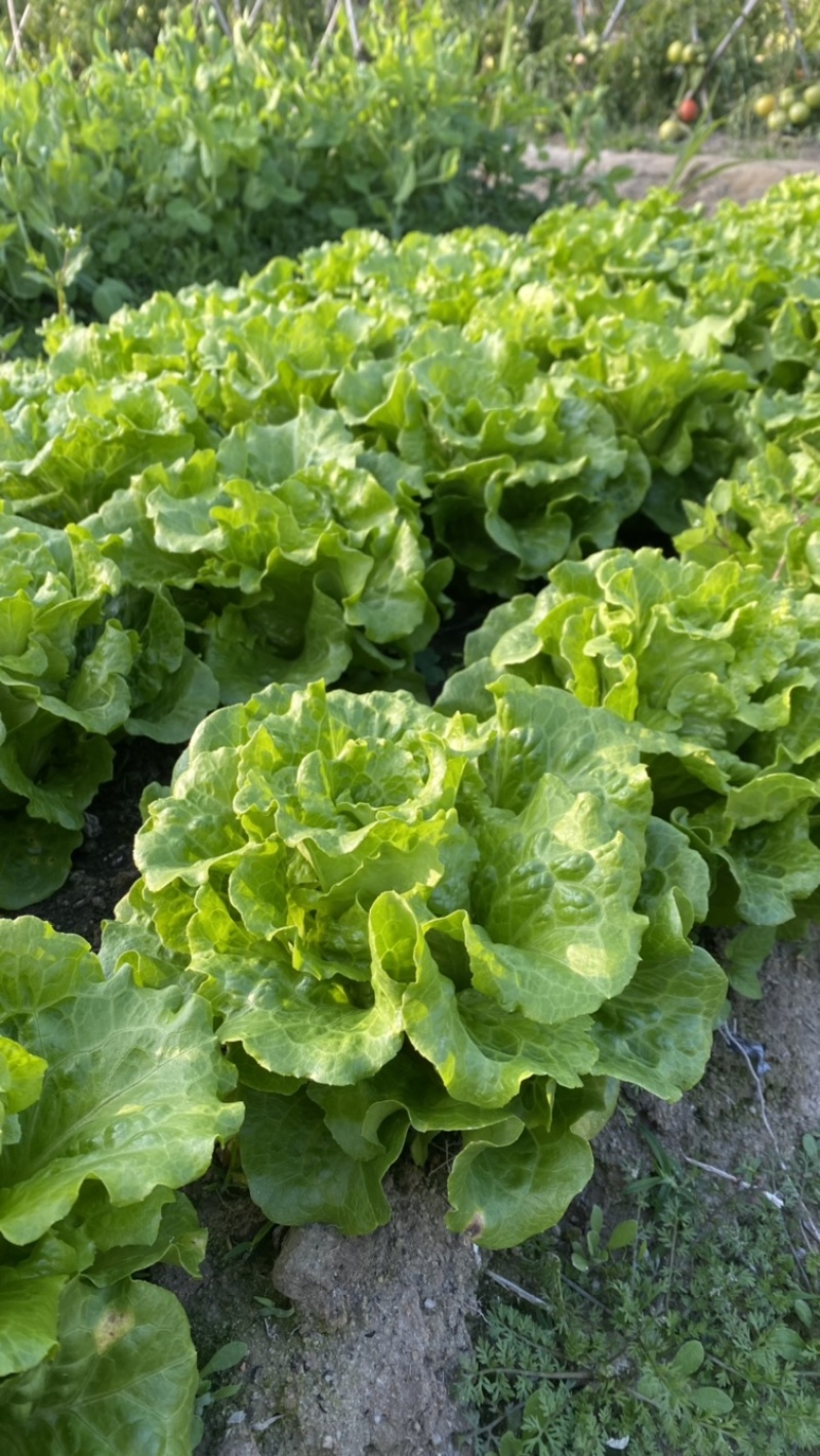 生菜广东深圳基地直供质量保证现采现摘