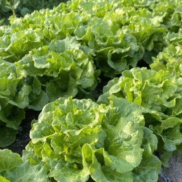 生菜广东深圳基地直供质量保证现采现摘