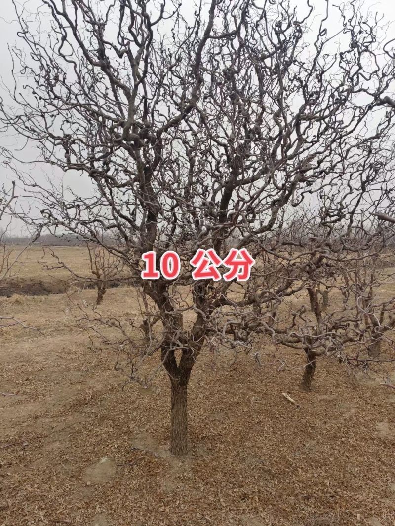 龙须枣树