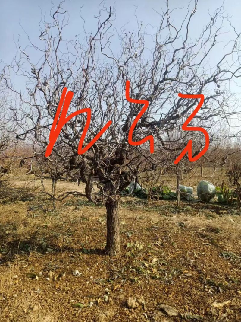 龙须枣树