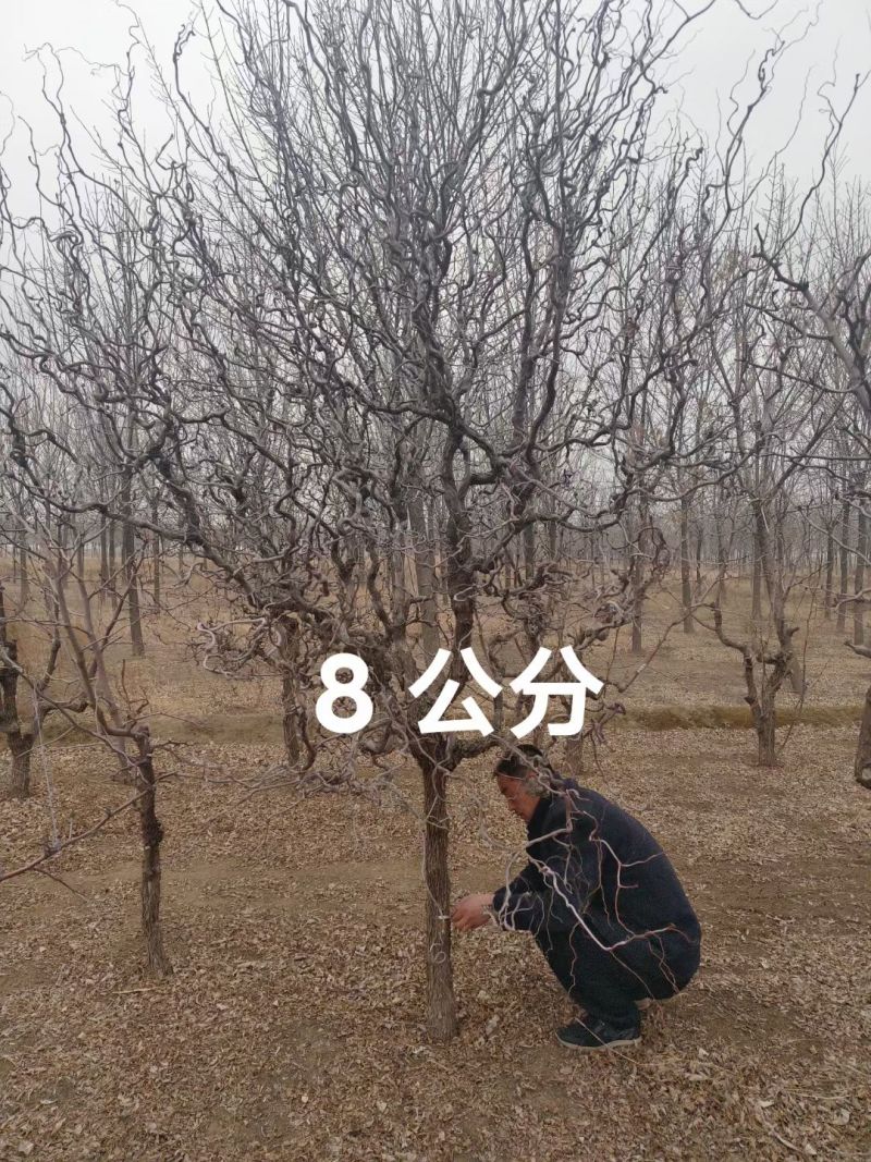 龙须枣树